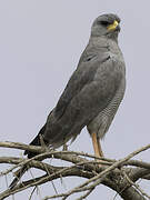 Eastern Chanting Goshawk