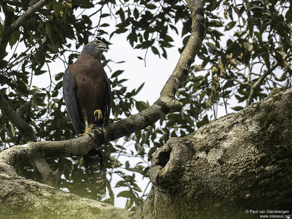 Long-tailed Hawkadult