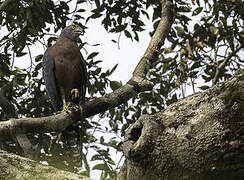 Long-tailed Hawk