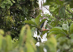 Grey-headed Goshawk