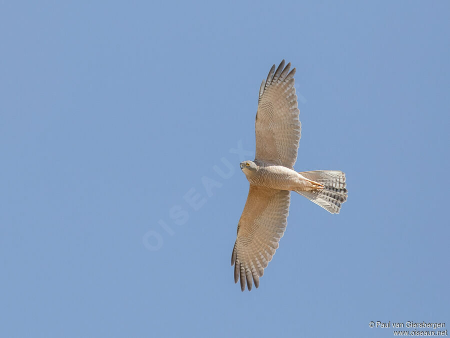 Brown Goshawkadult