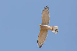 Brown Goshawk