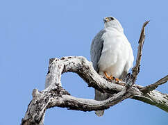 Grey Goshawk