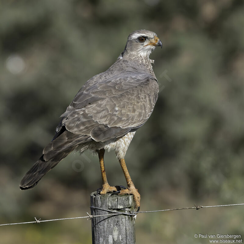 Pale Chanting Goshawkimmature