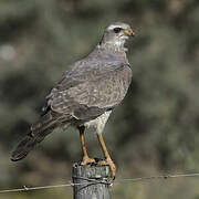 Pale Chanting Goshawk