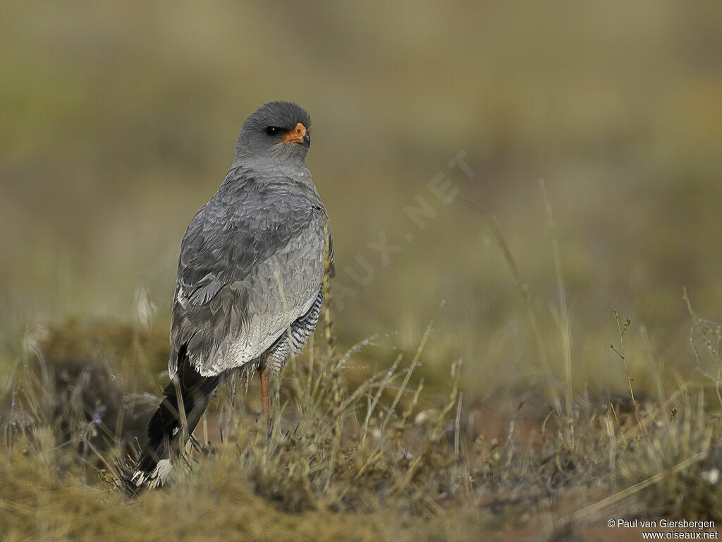 Pale Chanting Goshawkadult