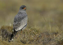 Pale Chanting Goshawk