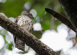 Sulawesi Goshawk