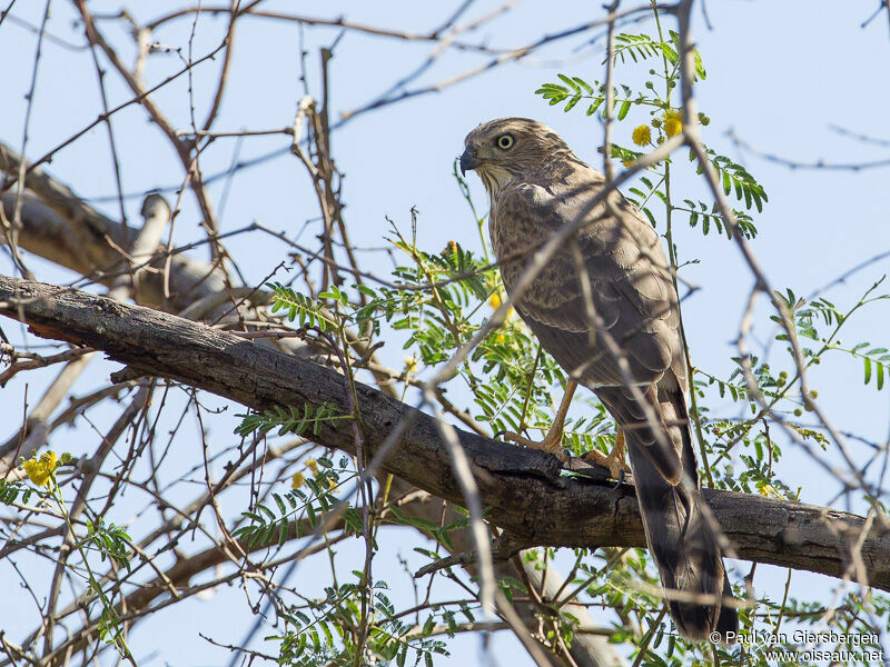 Gabar Goshawk