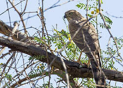 Gabar Goshawk