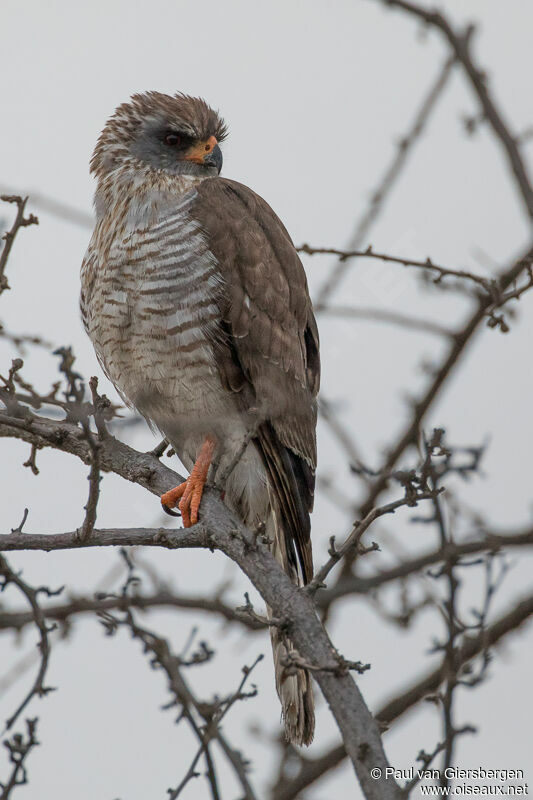 Autour gabarimmature