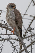 Gabar Goshawk