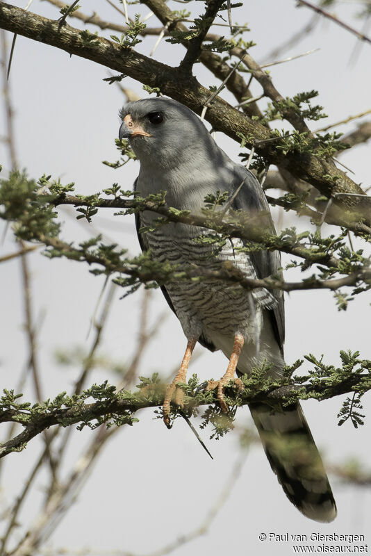 Gabar Goshawkadult