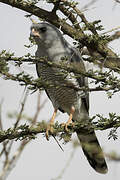 Gabar Goshawk