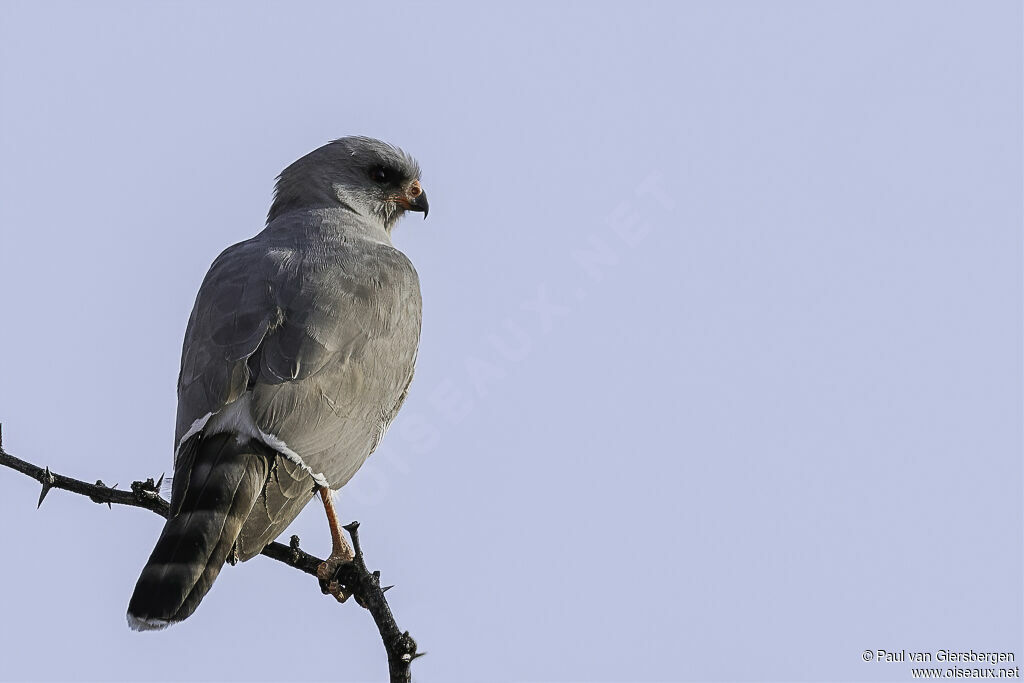 Gabar Goshawkadult