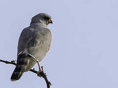 Gabar Goshawk