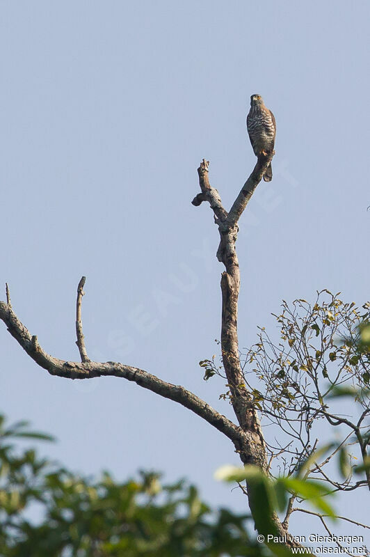 Crested Goshawk