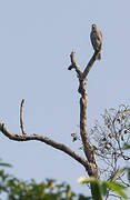 Crested Goshawk