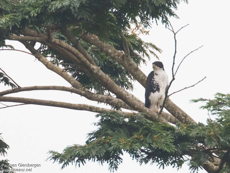 Black Sparrowhawkadult, habitat, fishing/hunting