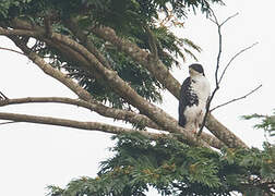 Black Sparrowhawk