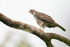 Black Sparrowhawk