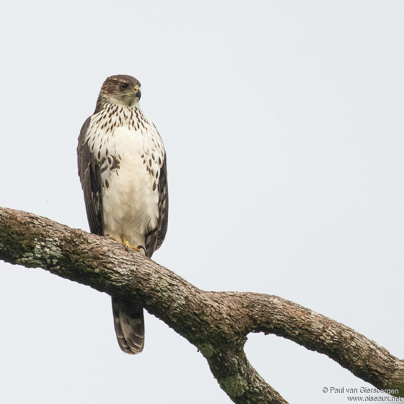 Black Sparrowhawksubadult