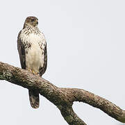 Black Sparrowhawk