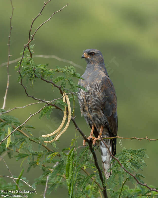 Dark Chanting Goshawk