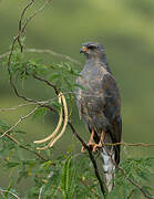 Dark Chanting Goshawk