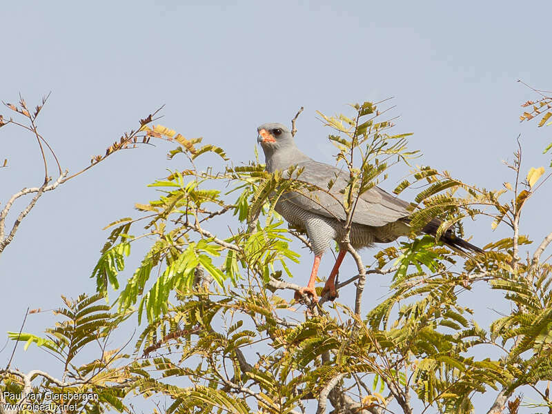 Dark Chanting Goshawk