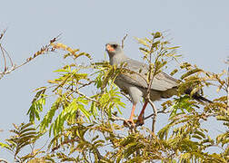 Dark Chanting Goshawk