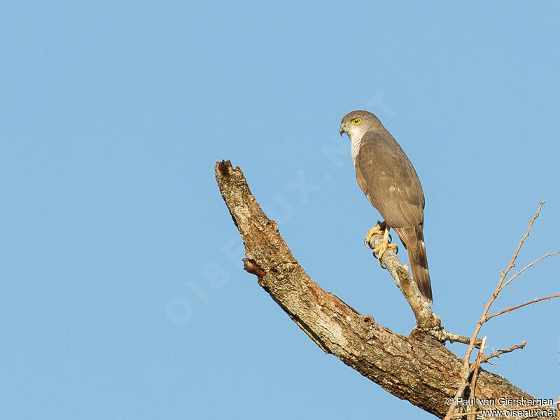 African Goshawk