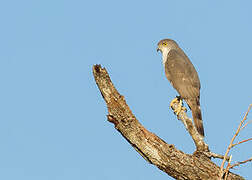 African Goshawk