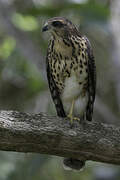 African Goshawk