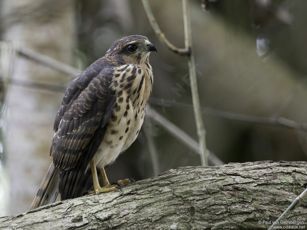 Autour tachiroimmature