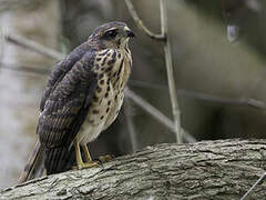 African Goshawk