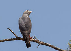 Lizard Buzzard