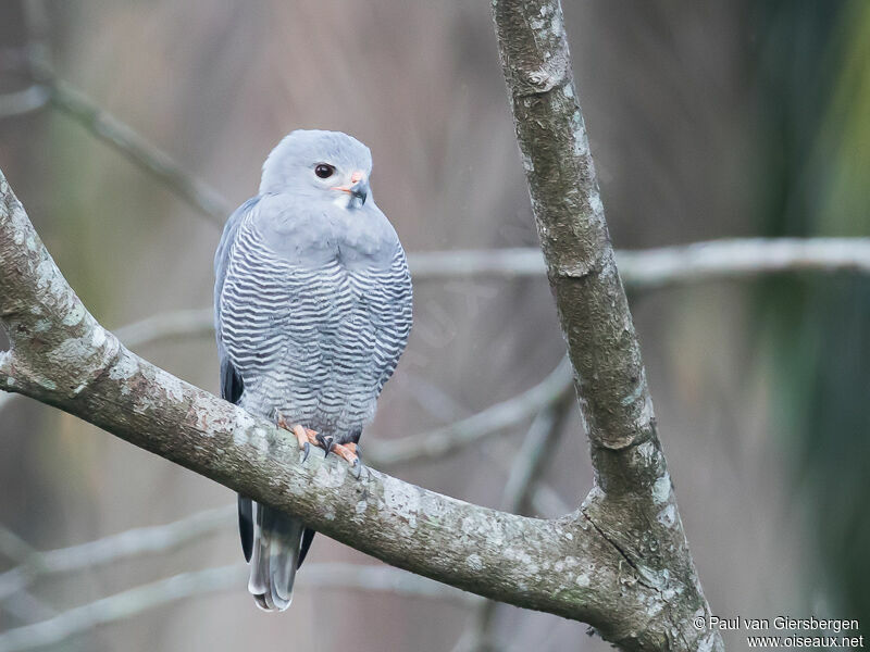 Lizard Buzzard