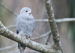 Lizard Buzzard