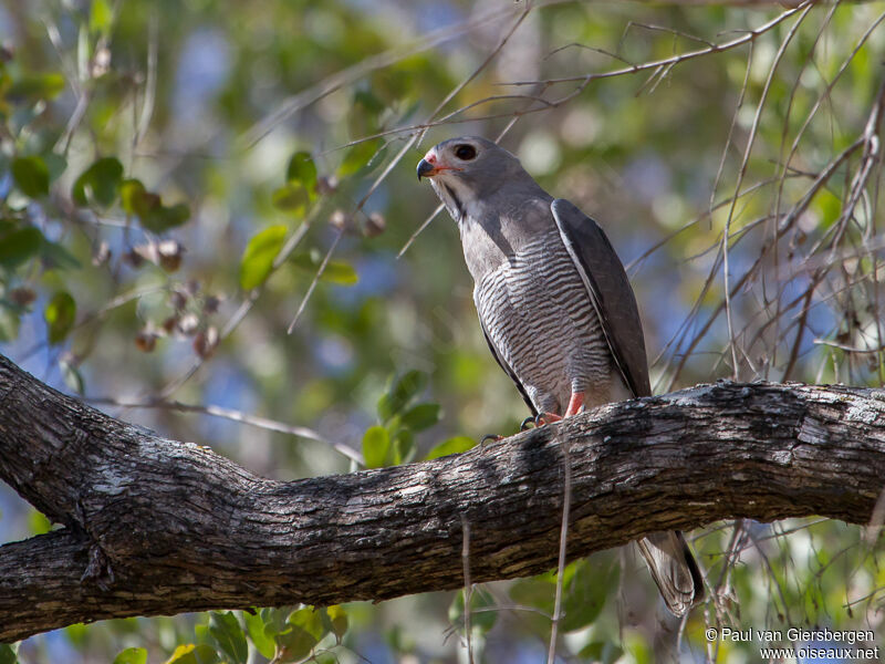 Lizard Buzzard