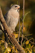 Lizard Buzzard