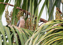 Variable Goshawk