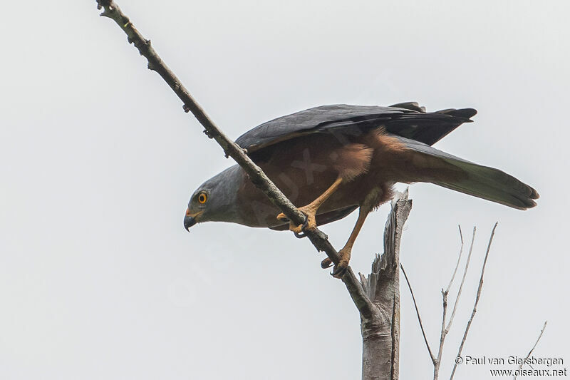 Variable Goshawk