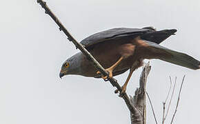 Variable Goshawk