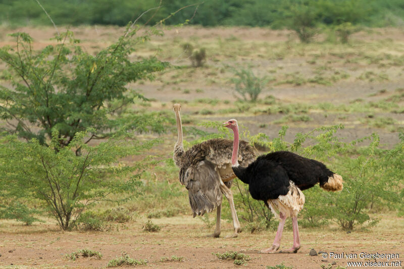 Common Ostrich