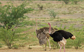 Common Ostrich