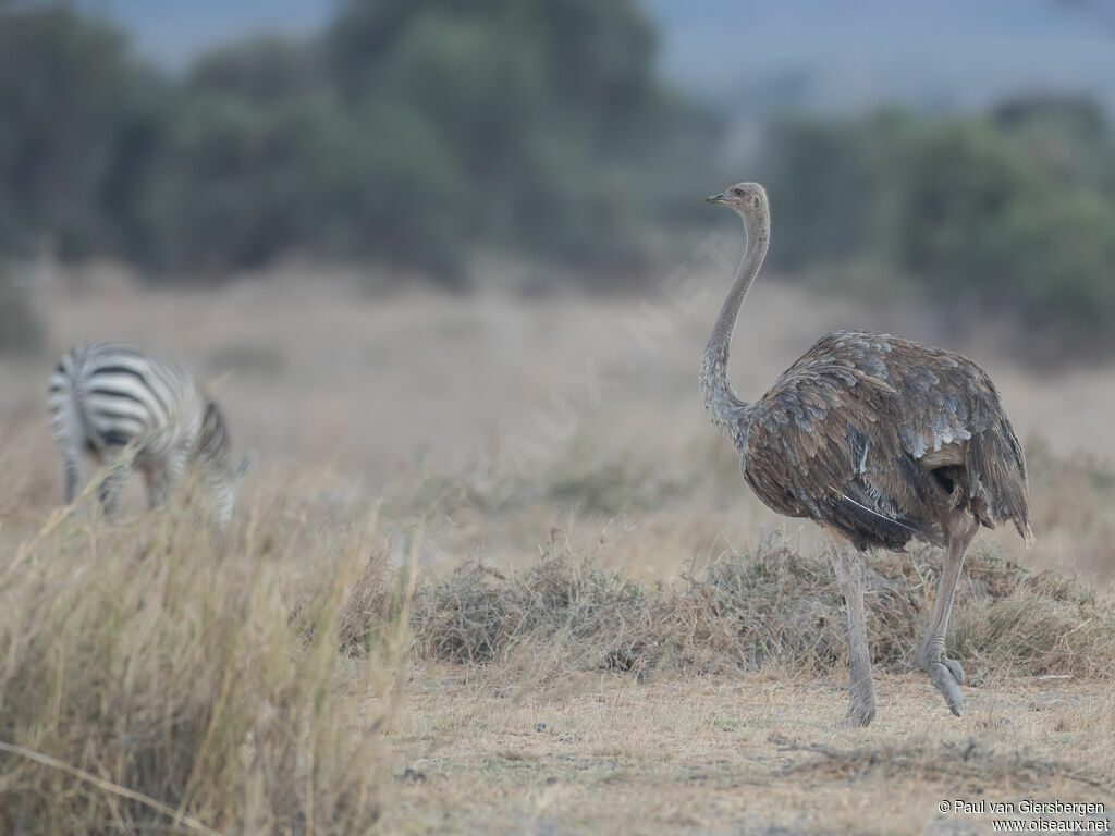 Common Ostrich female adult