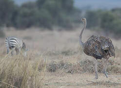 Common Ostrich