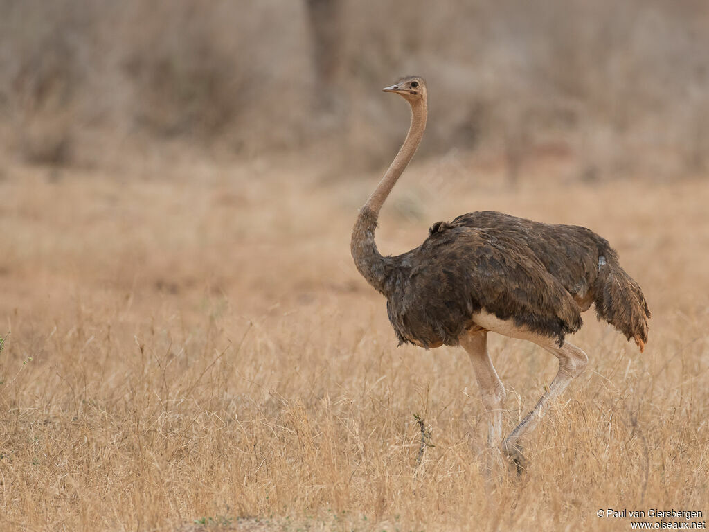 Autruche d'Afrique femelle adulte