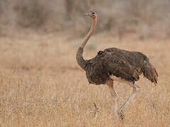 Common Ostrich